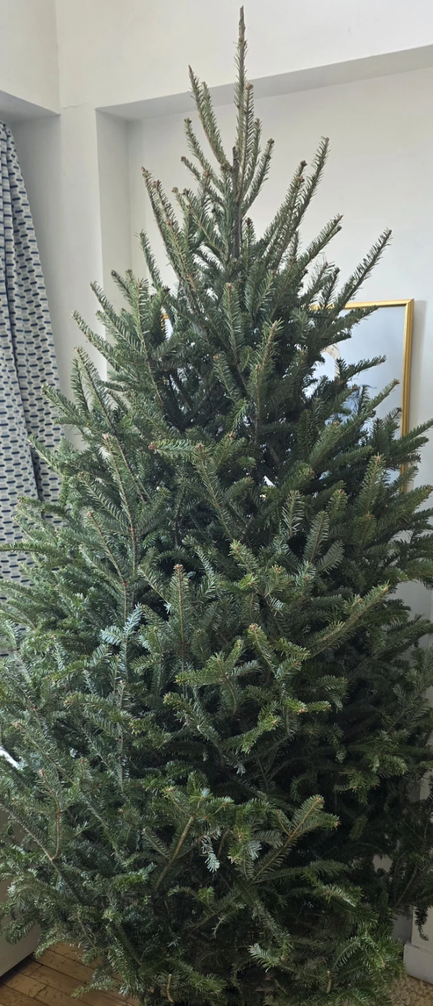 Real Christmas Tree 7ft - photo 5