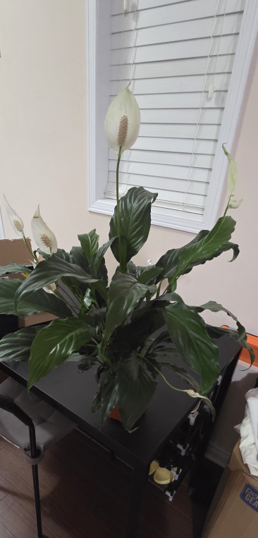 Peace Lily Plant