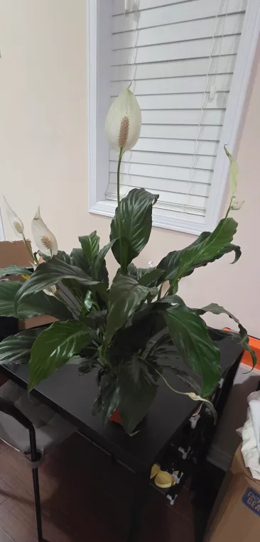 Peace Lily Plant