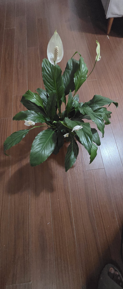 Peace Lily Plant - photo 2