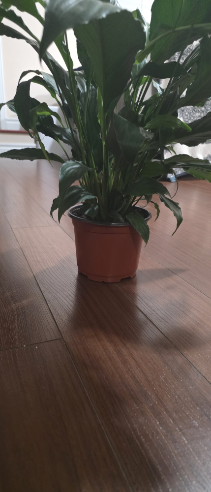 Peace Lily Plant - photo 3