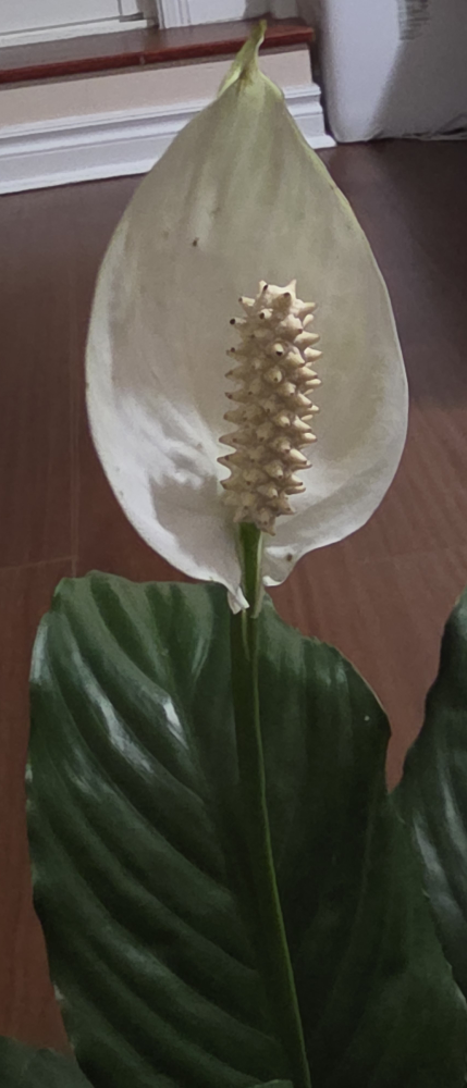 Peace Lily Plant - photo 4