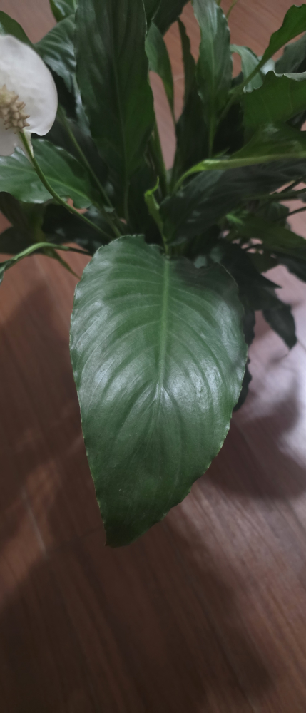 Peace Lily Plant - photo 5