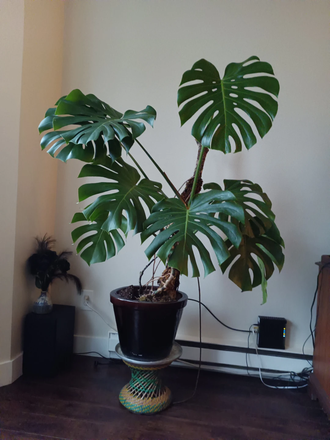 Monstera Plant