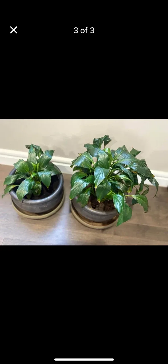 Potted Peace Lily Plants with beautiful planter and tray image indicator(2)