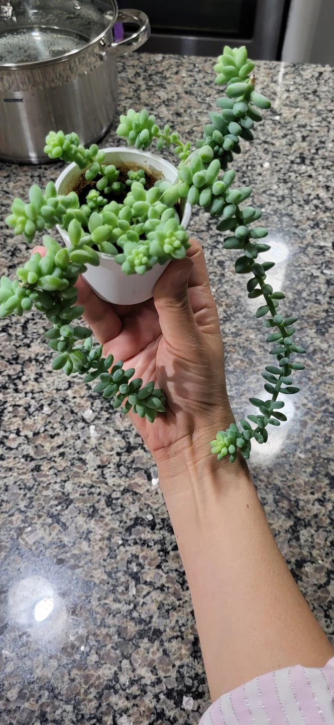 Burro's Tails in White Ceramic Pot - photo 2