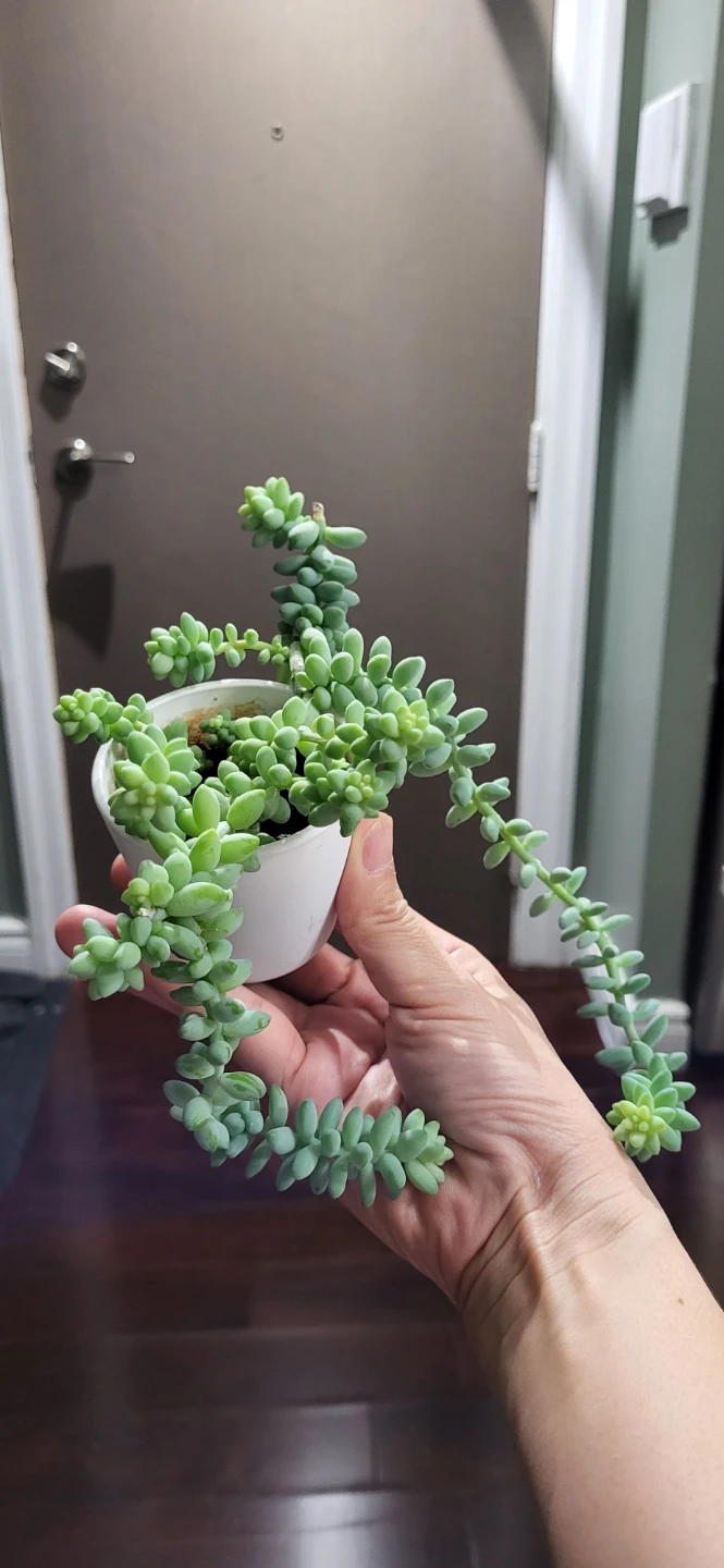 Burro's Tails in White Ceramic Pot - photo 3
