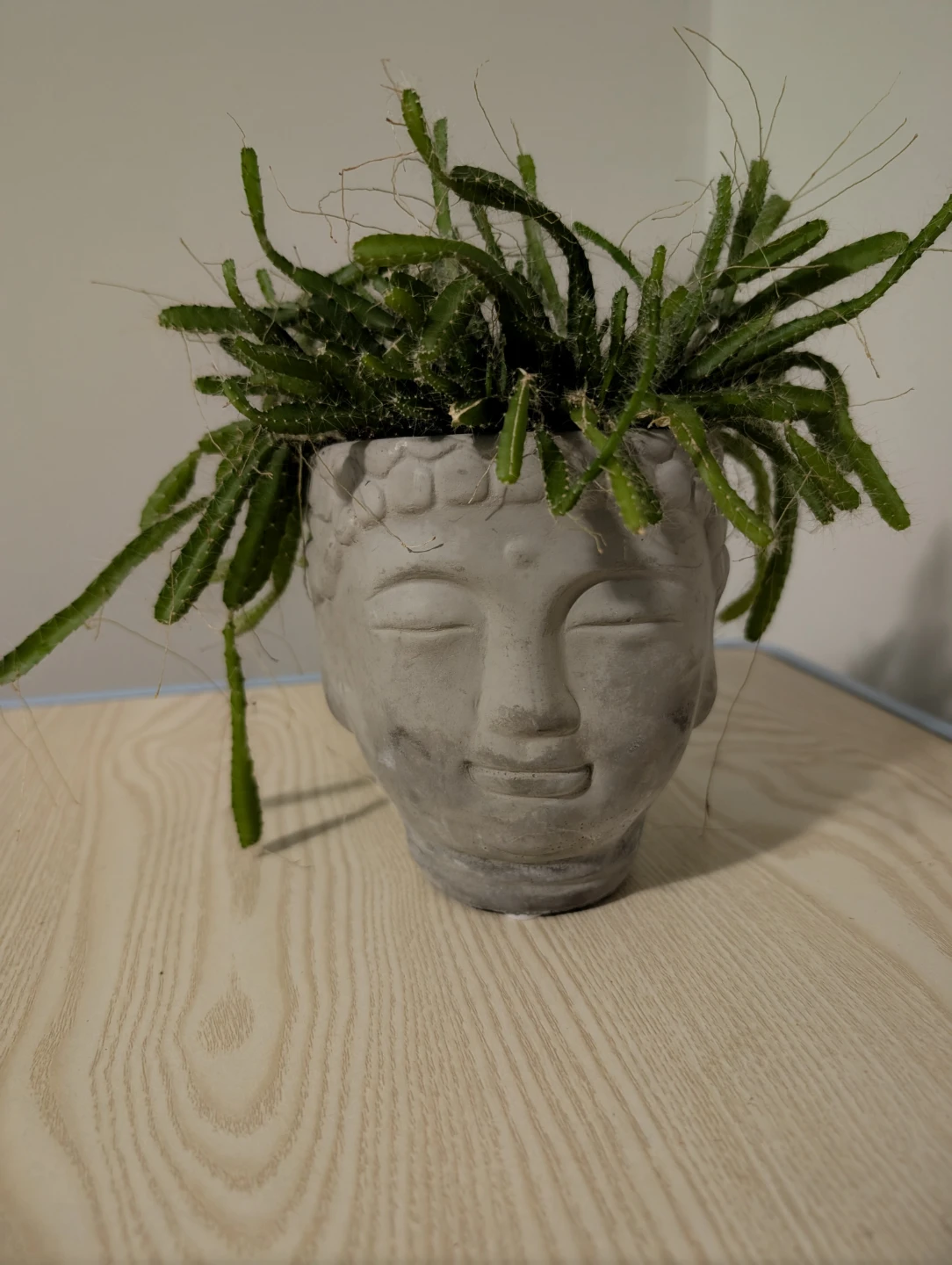 Buddha Head Planter with Plant