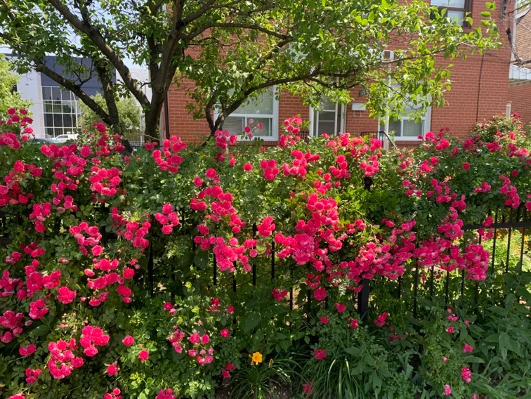 Furnished 1 Bedrm apt.Separate entrance Jan 1st image indicator(6)