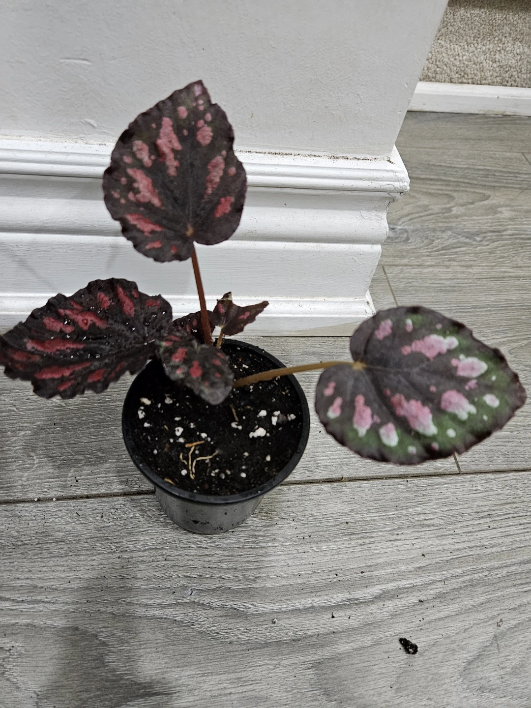 Begonia Rex  (florida)Plant in 3.5"pot