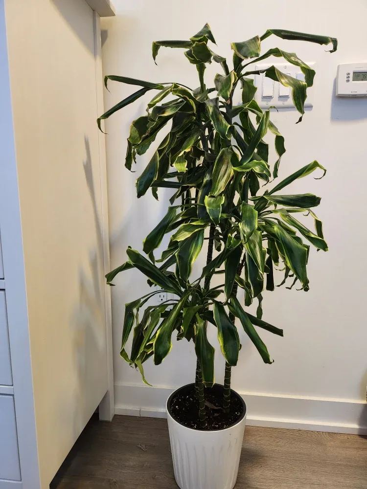 Dracaena plant