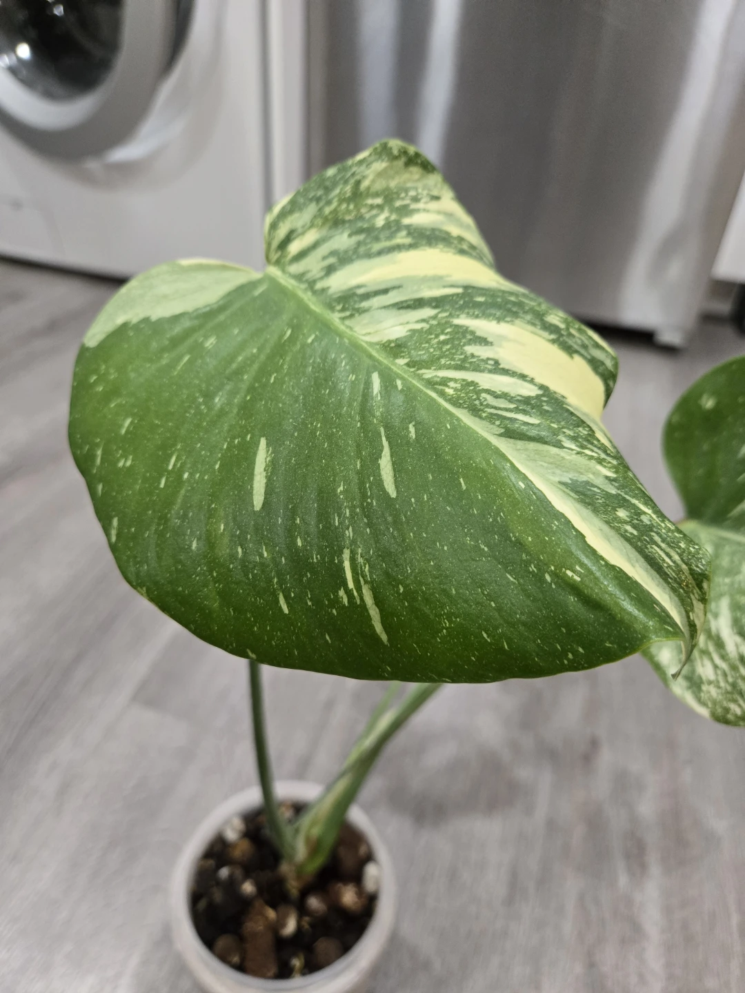 Thai Monstera -15 inches - photo 2