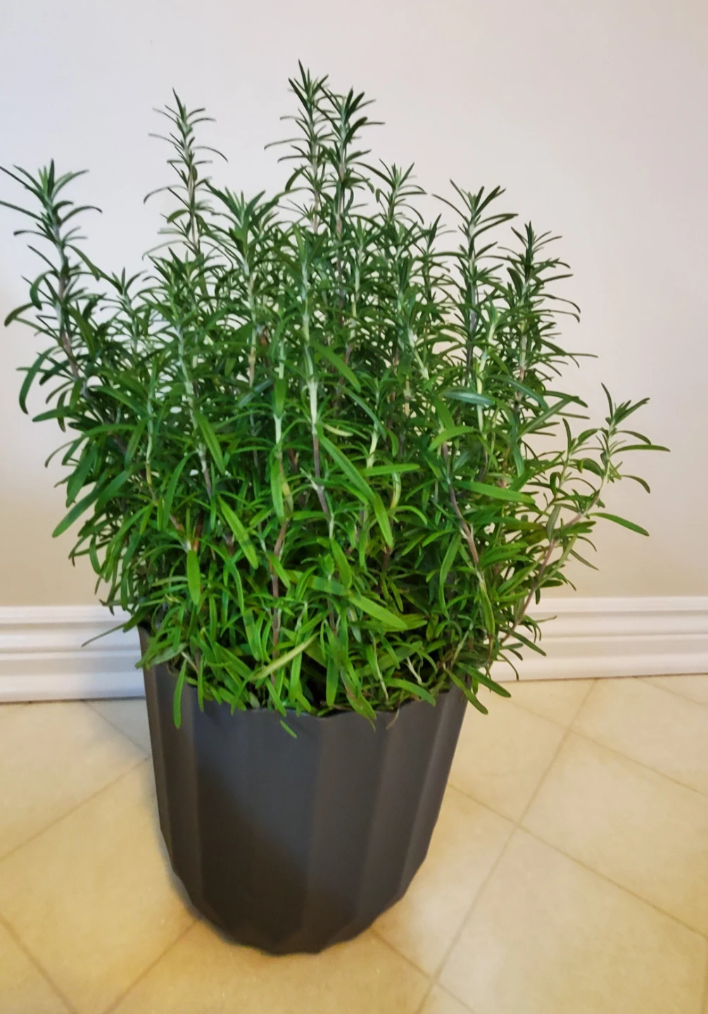Live, large 40cm Potted Rosemary Plants - photo 2