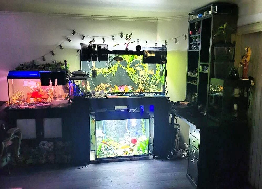 Rare High-Quality Corner 10 Aquariums set 300 gallons - photo 2