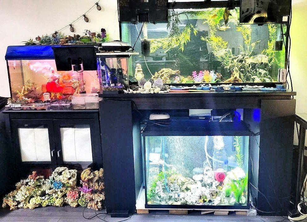Rare High-Quality Corner 10 Aquariums set 300 gallons - photo 3