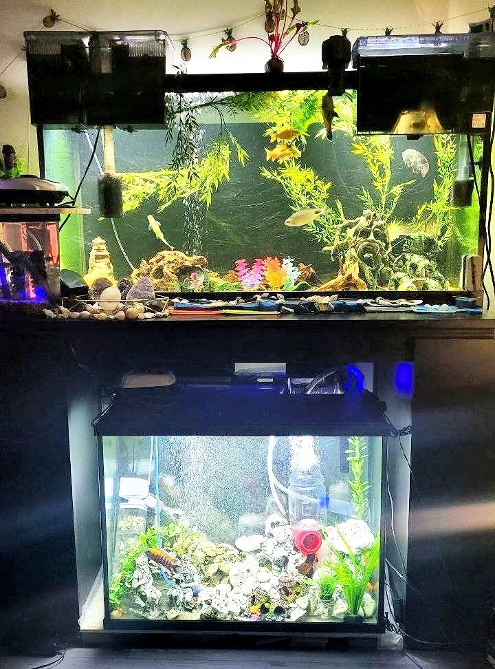 Rare High-Quality Corner 10 Aquariums set 300 gallons - photo 4