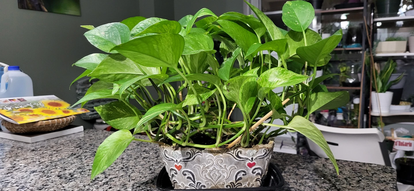 Pothos Plant in ceramic pot - photo 3