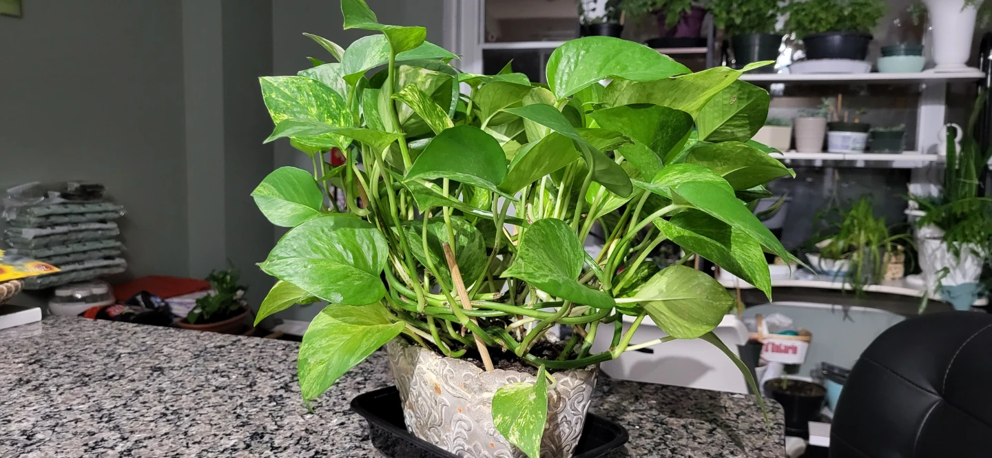 Pothos Plant in ceramic pot - photo 4
