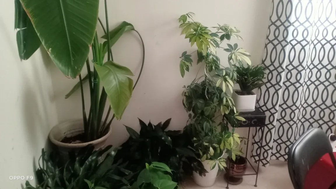 Indoor plants image indicator(2)