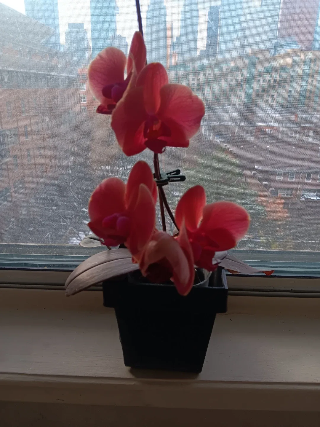 2 Beautiful Orange Pink Orchid