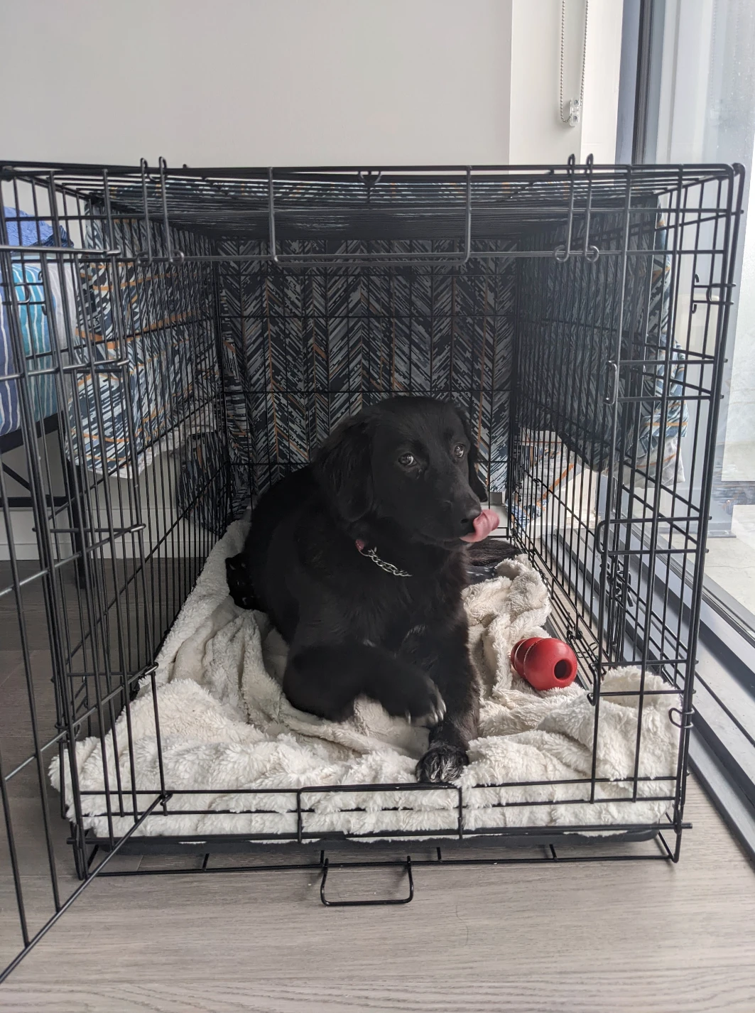 Dog Crate - Black