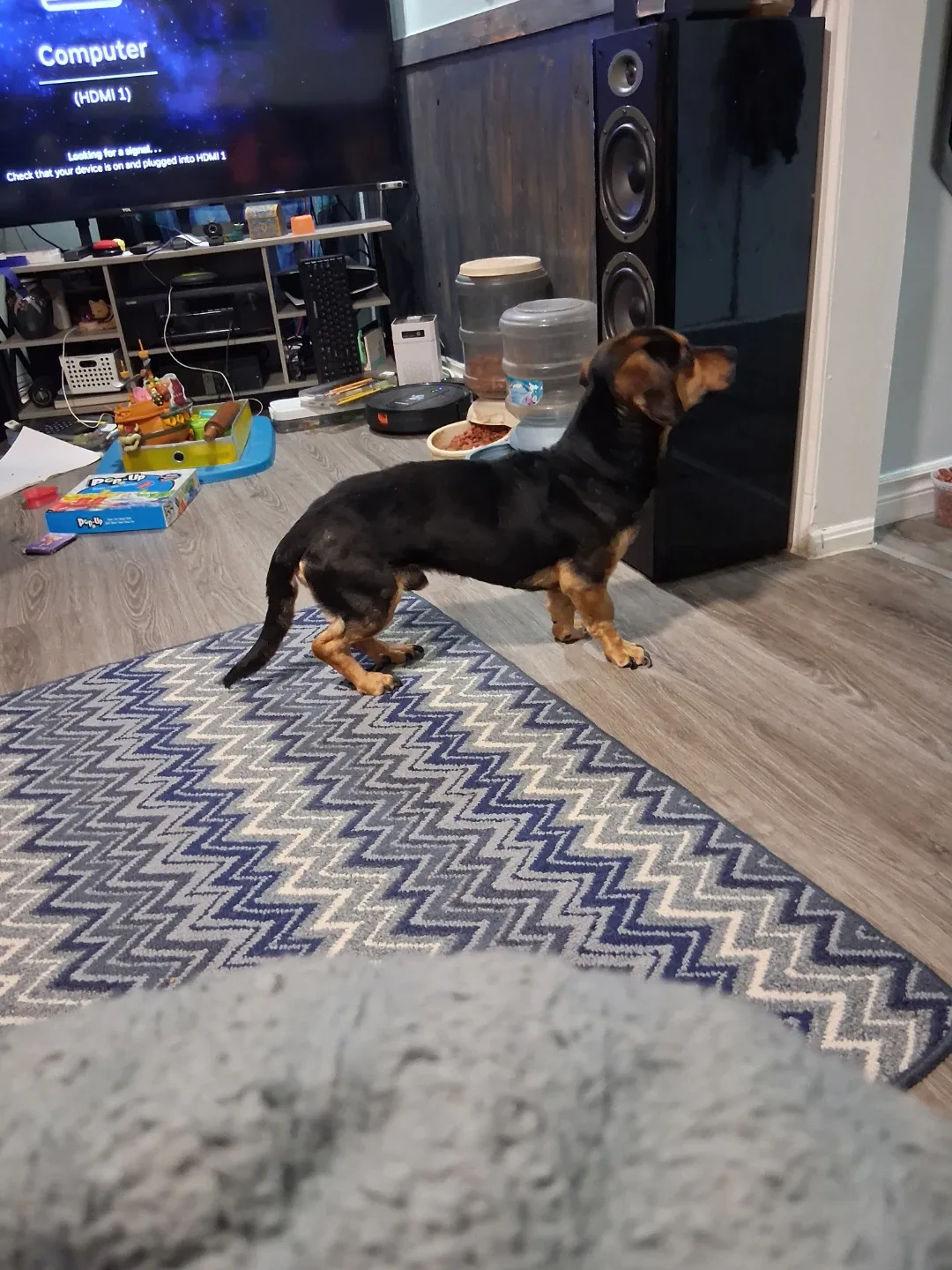 Looking for forever home