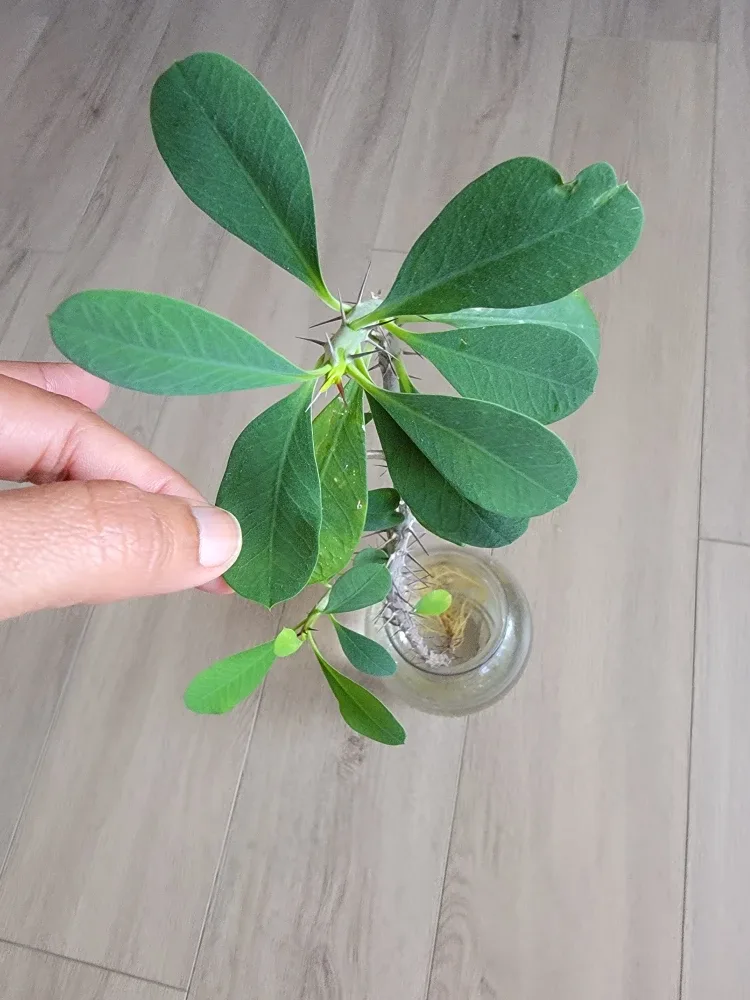 Crown of Thorns Plant