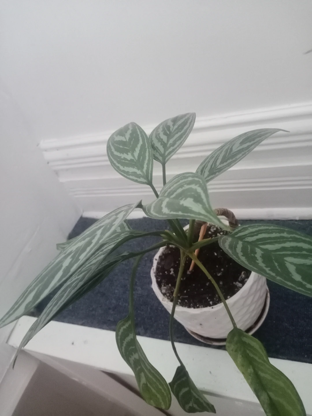 Potted Dieffenbachia & Aglaonema Plants - photo 3