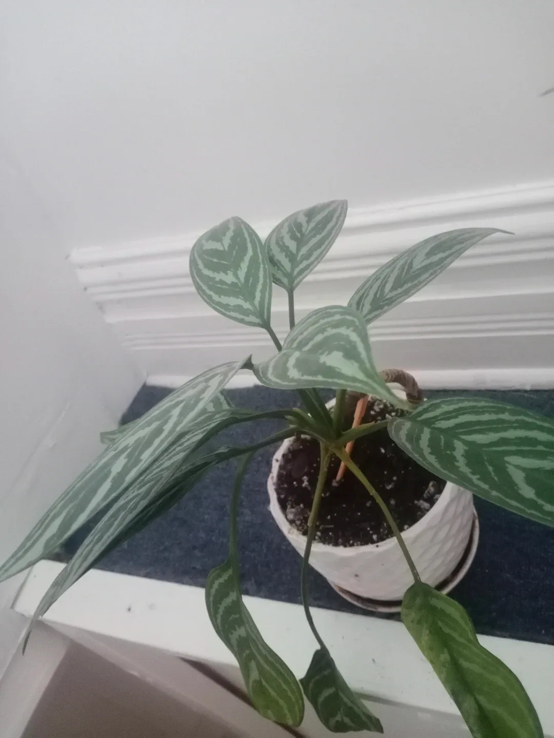 Potted Dieffenbachia & Aglaonema Plants image indicator(3)