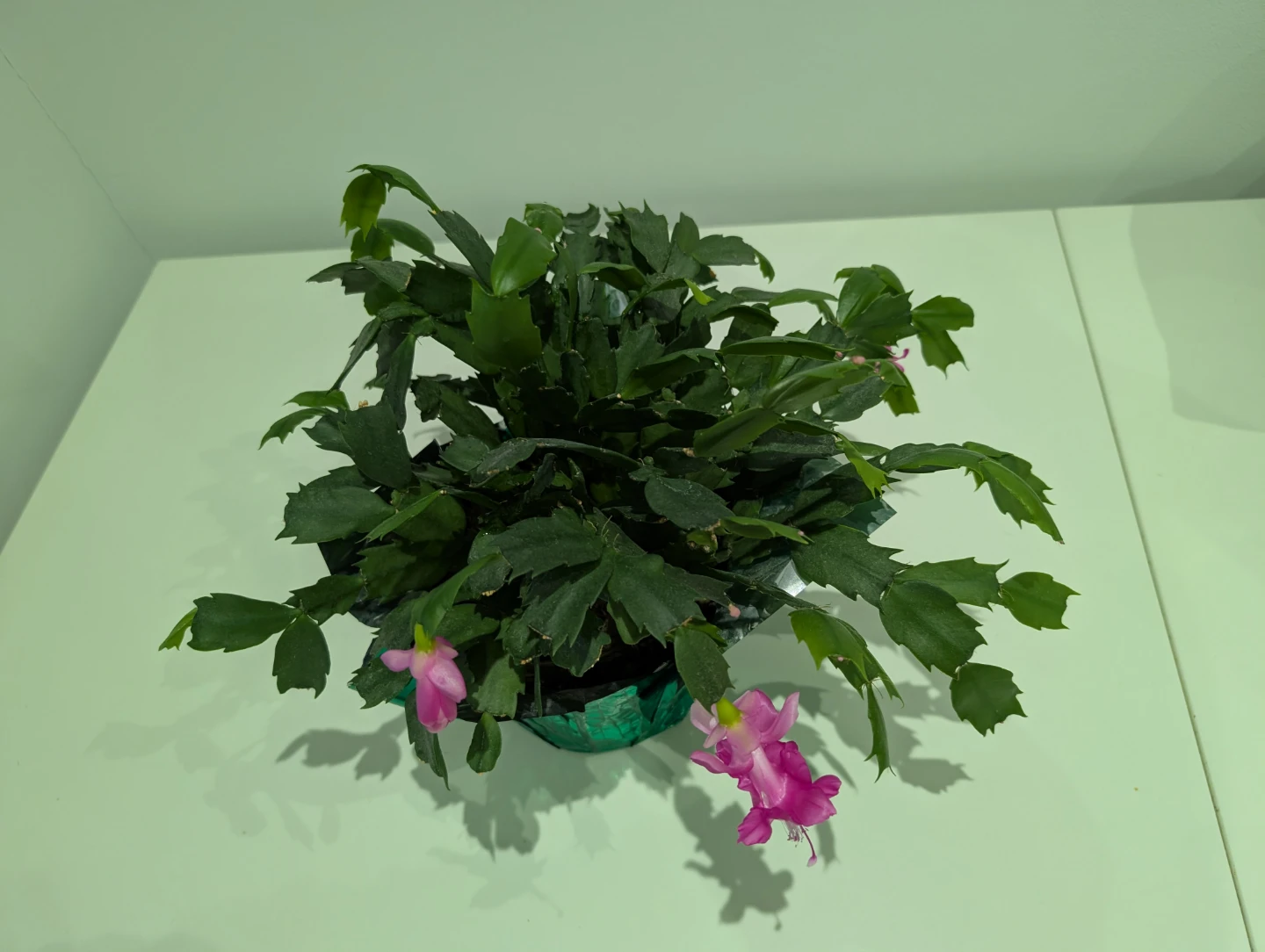 Easter Cactus with Pink Flowers