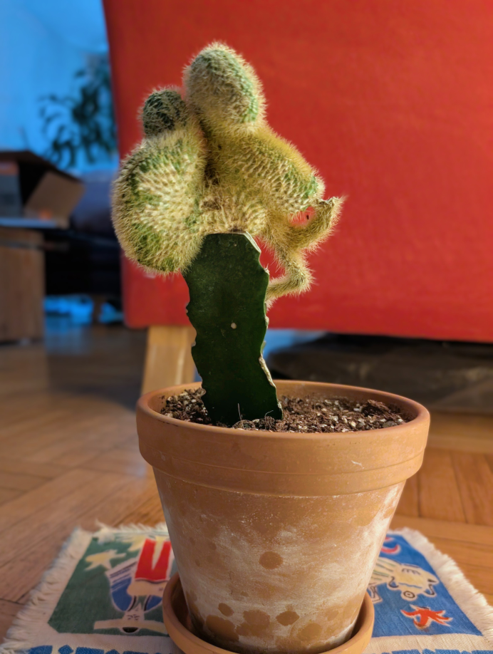 Cactus in Terra Cotta Pot