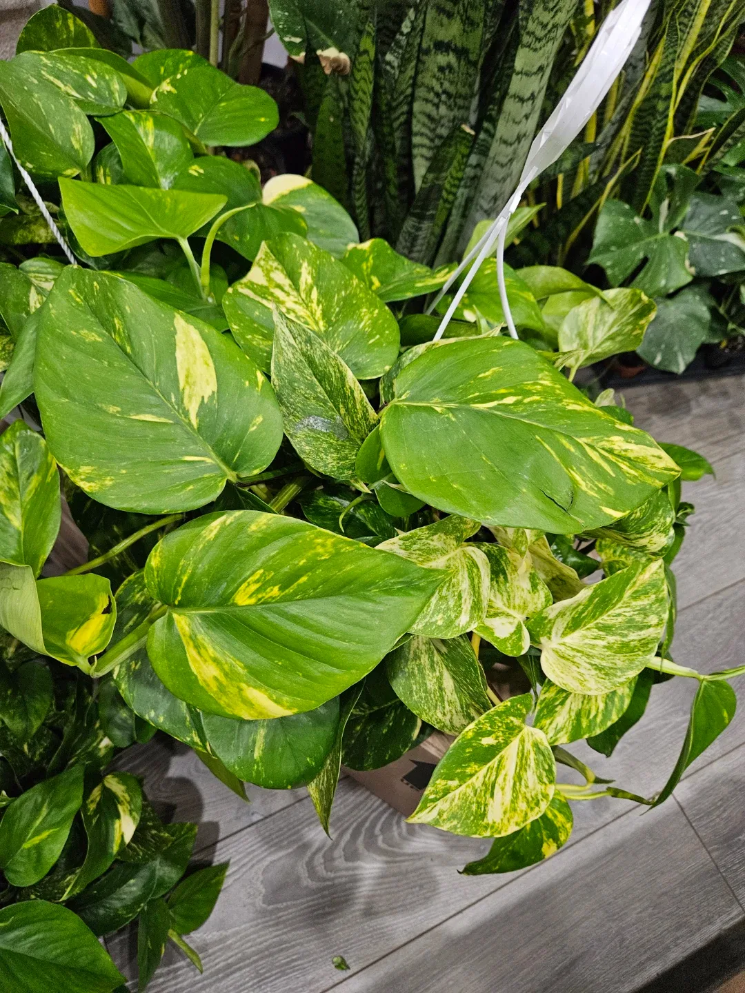 Golden Pothos Hanging Plant image indicator(4)