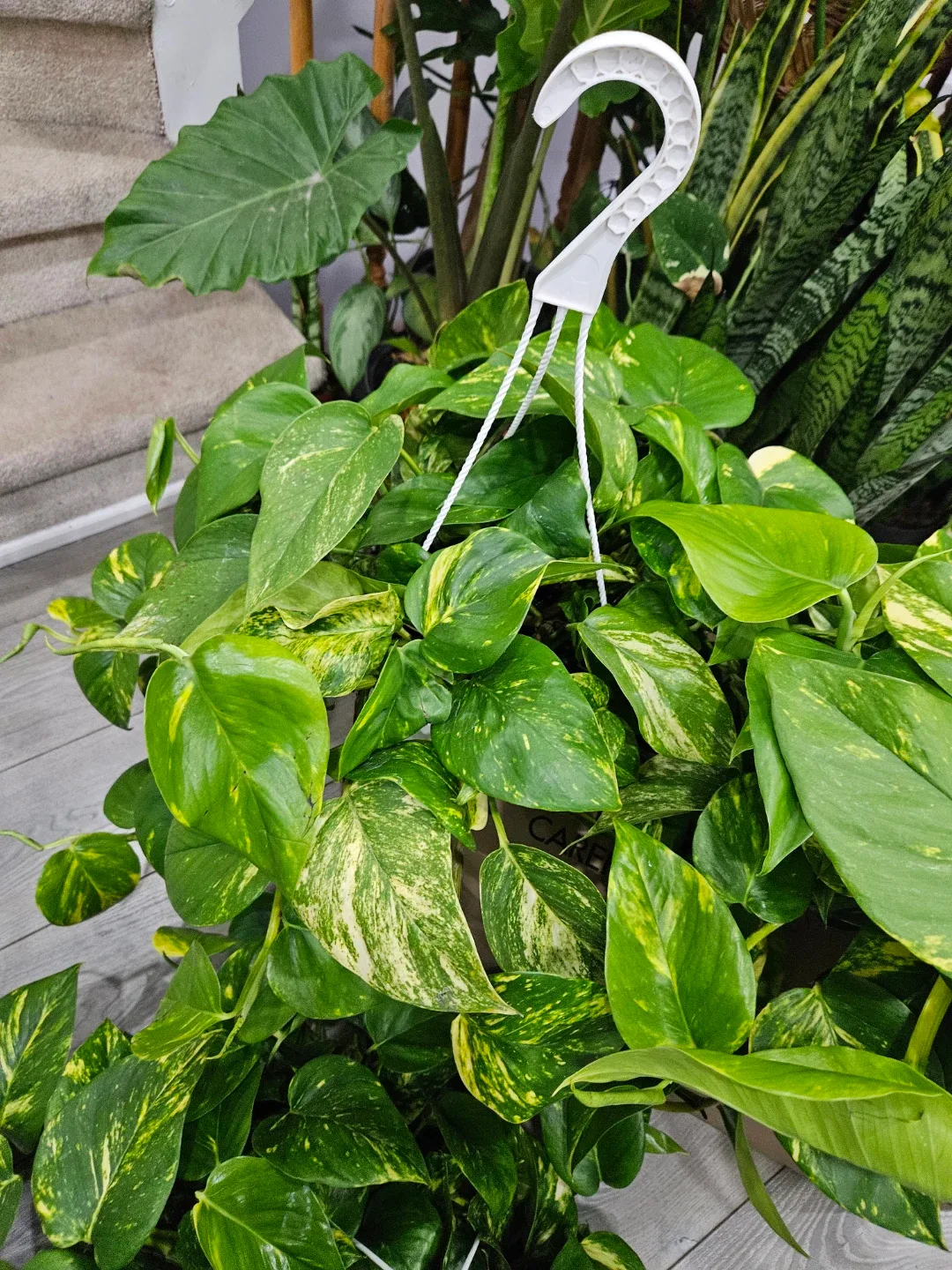 Golden Pothos Hanging Plant image indicator(5)