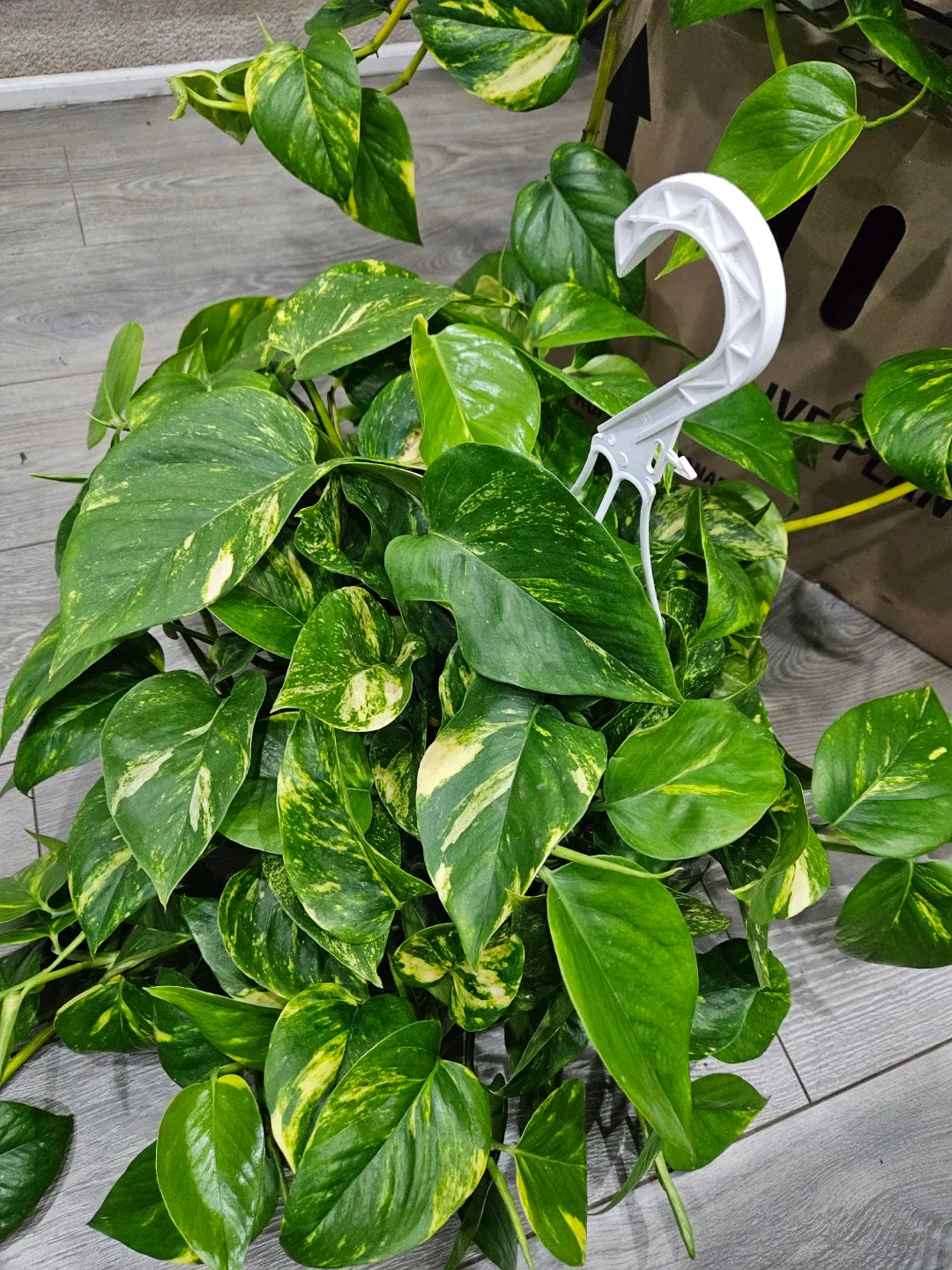 Golden Pothos Hanging Plant image indicator(7)