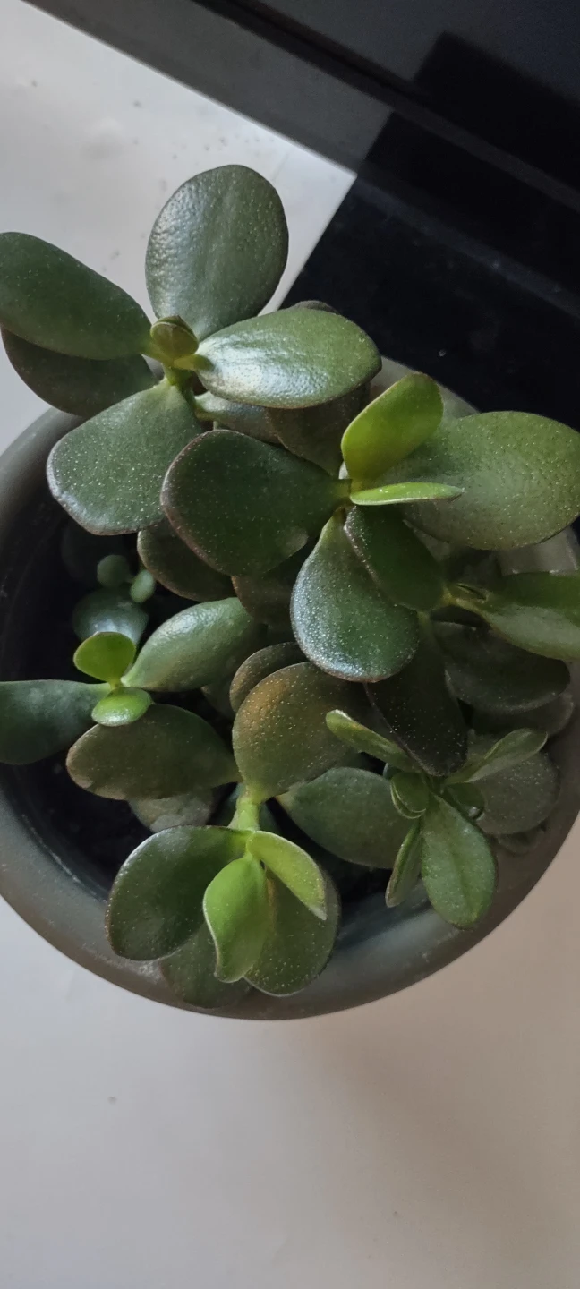 Potted Jade Plant with pot #Cleanout - photo 4