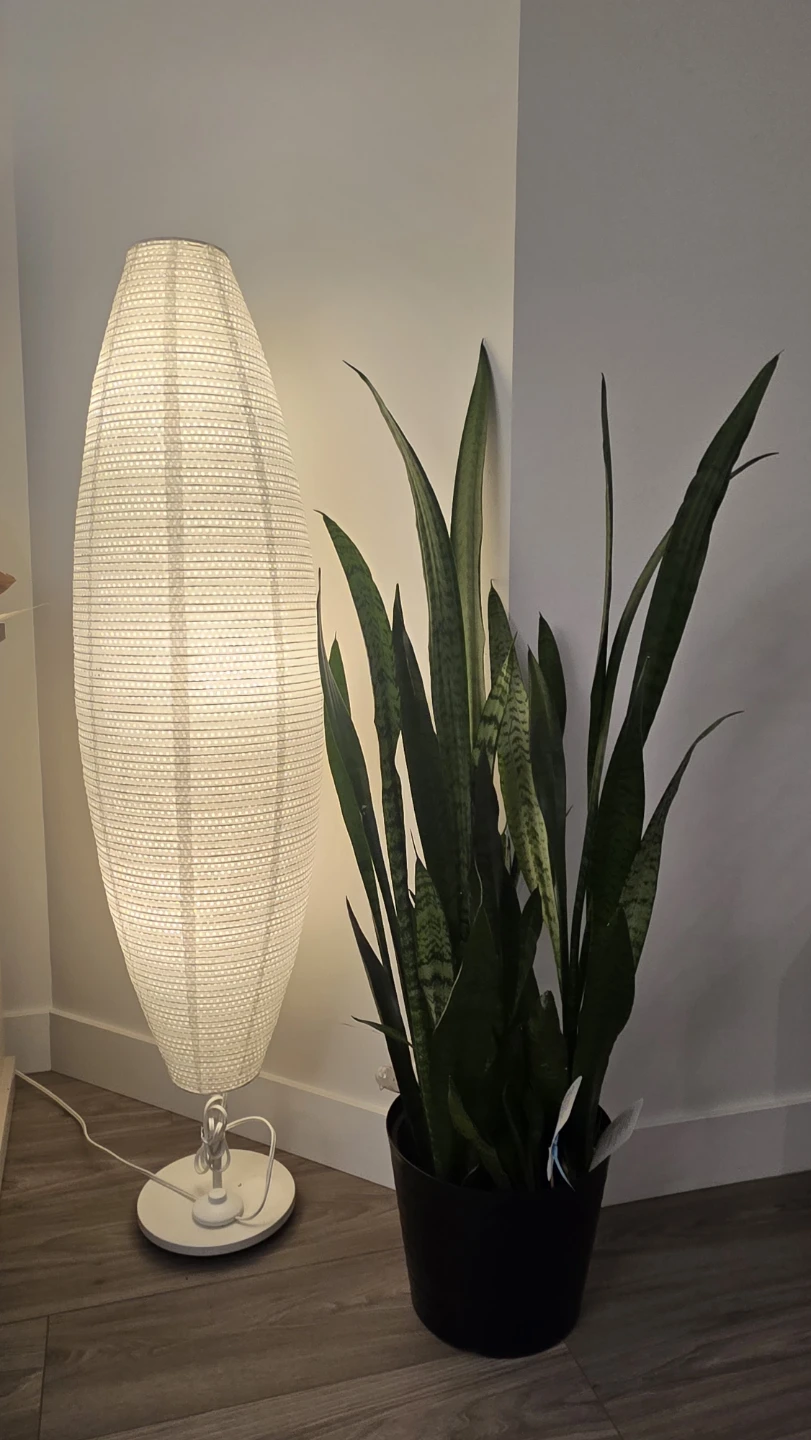 🌿 Sansevieria (Snake Plant) in 12"pot  45" tall(115cm)