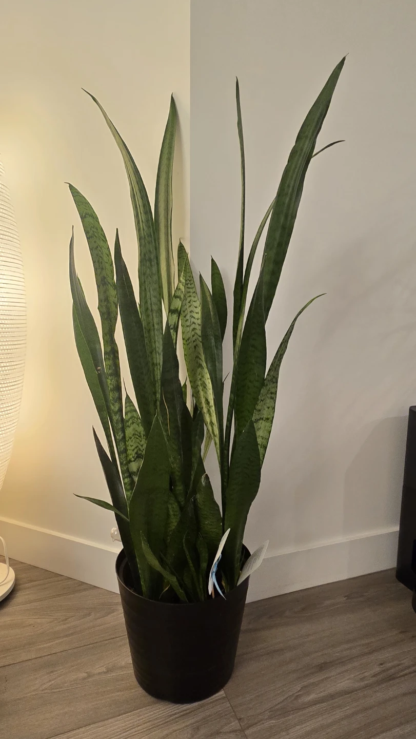 🌿 Sansevieria (Snake Plant) in 12"pot  45" tall(115cm) - photo 2