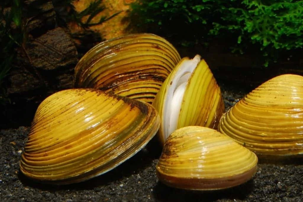 Golden Clams