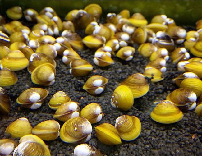 Golden Clams - photo 2