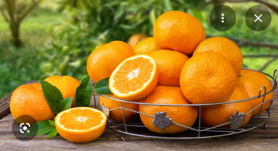 Fresh Oranges