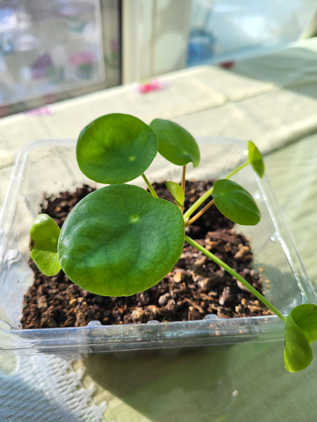 Pilea peperomioides plant