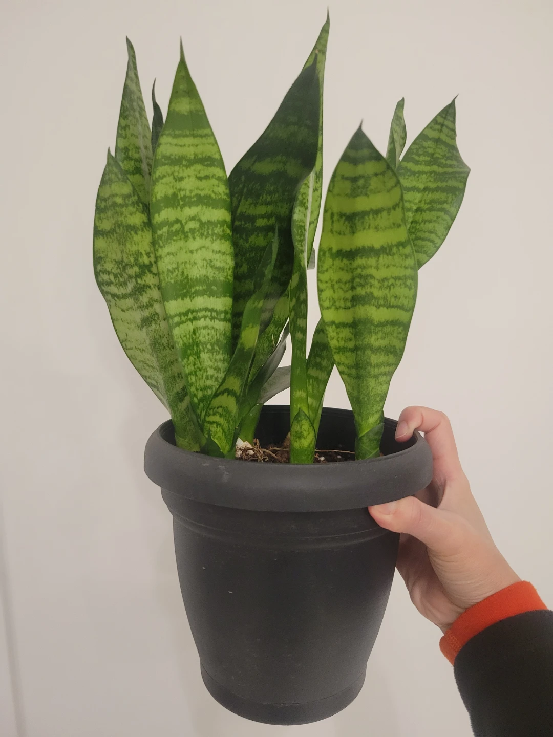 Snake Plant in Black Pot 🥕