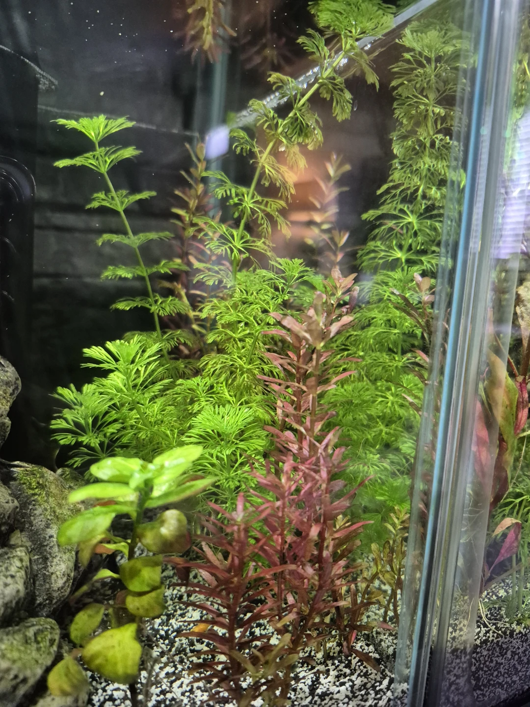 Aquarium plants
