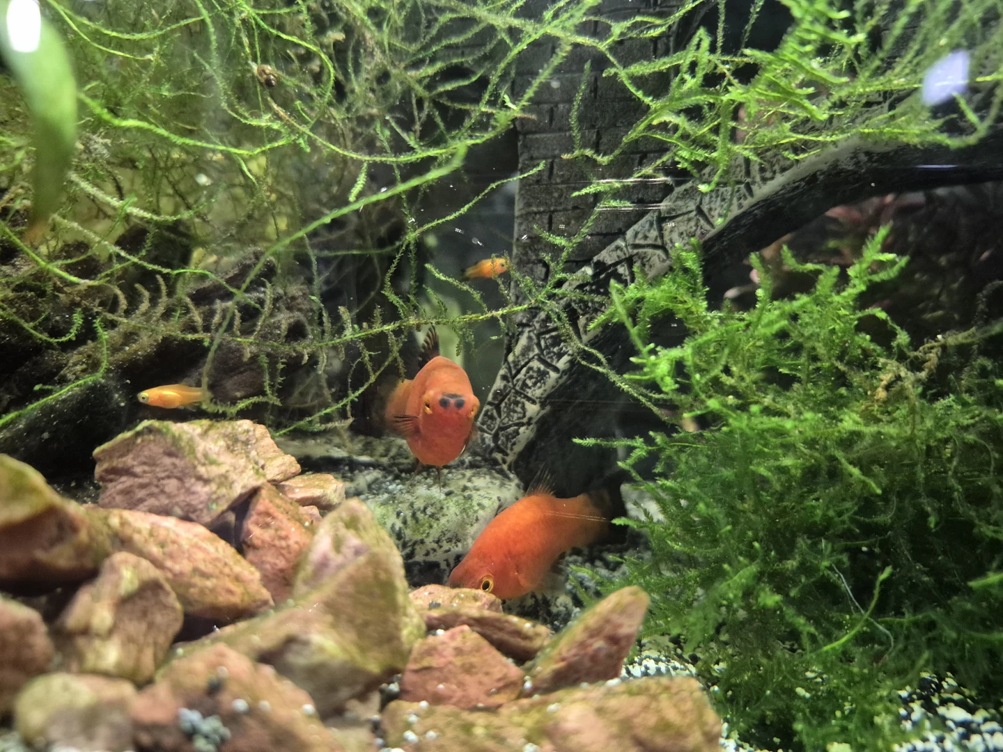 Aquarium plants - photo 3
