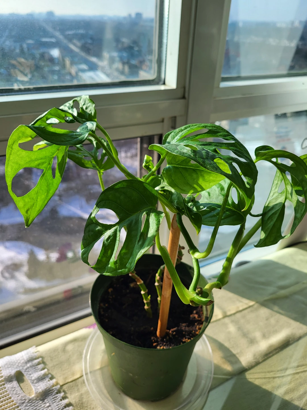 Monstera Adansonii Plant