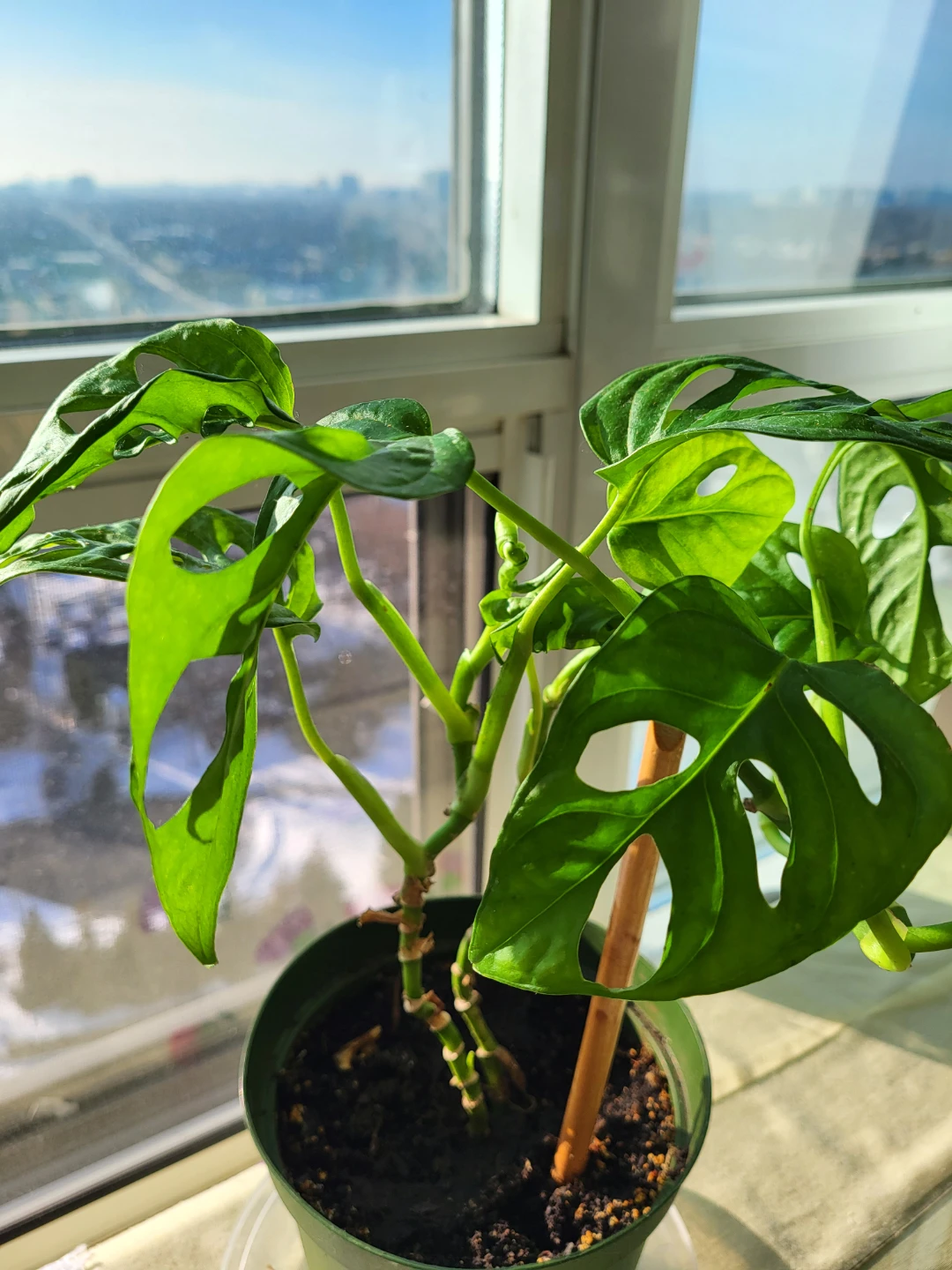 Monstera Adansonii Plant - photo 2