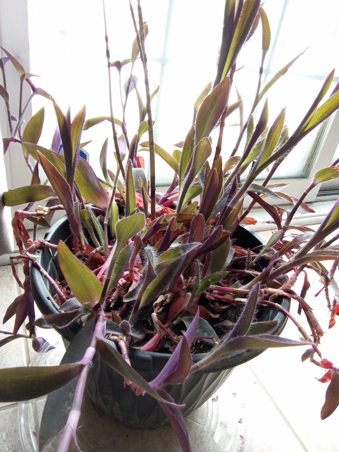 Wandering Jew Plant in Pot 🥕