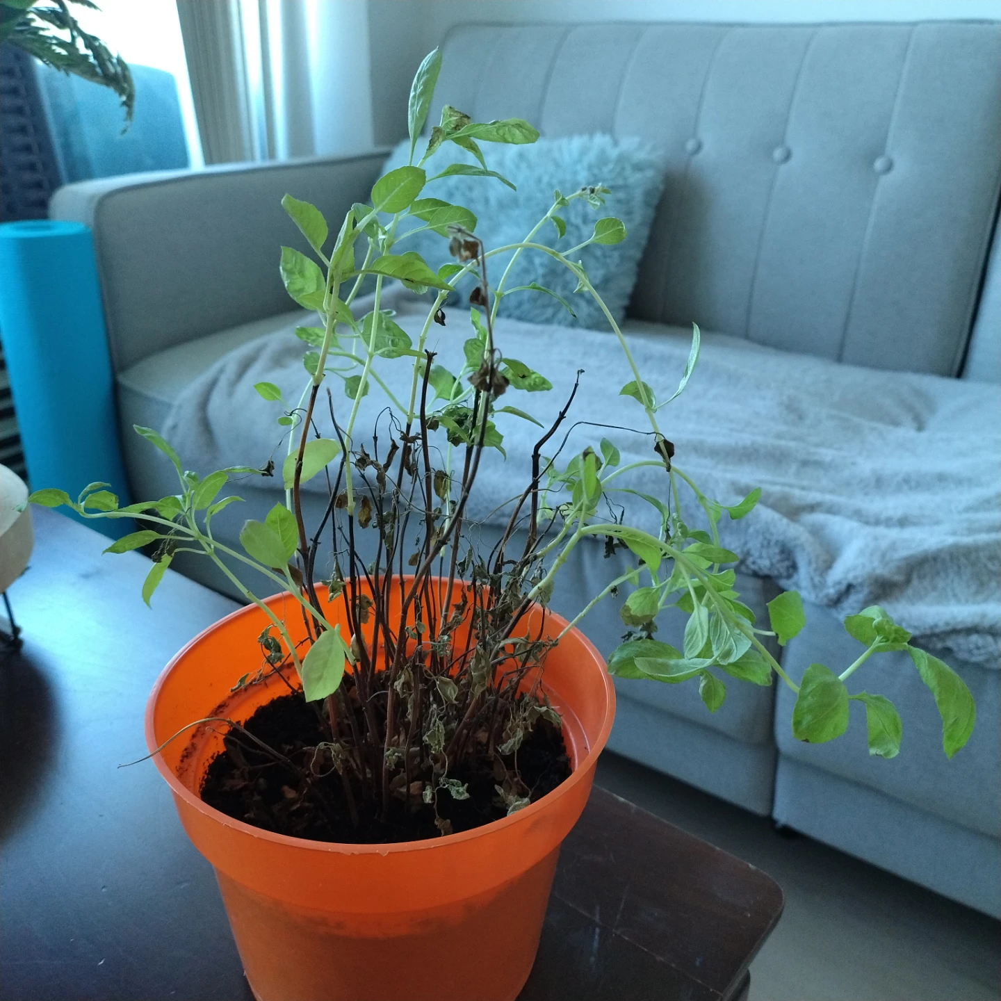 Basil Plant
