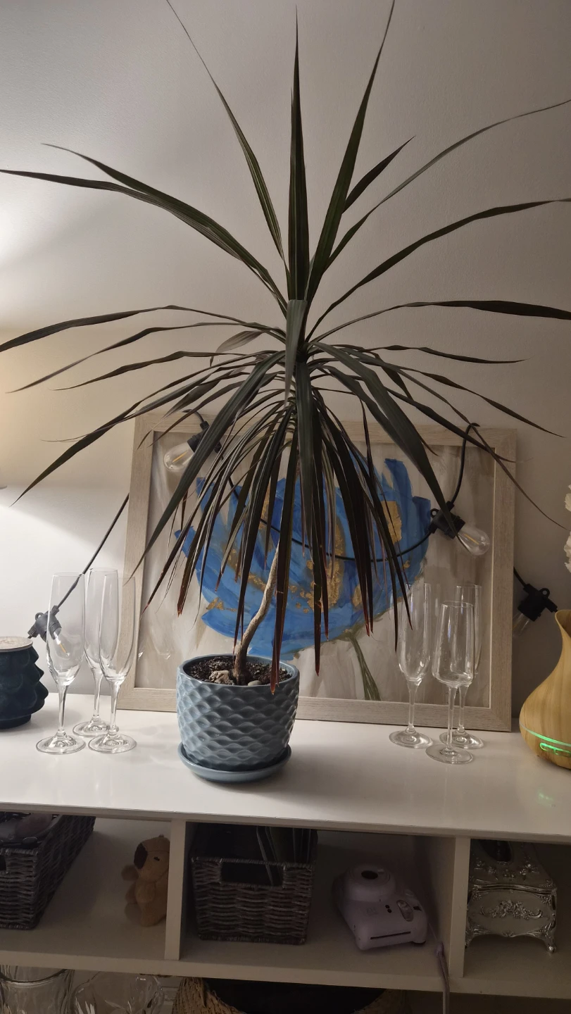 Dracaena Marginata Plant with Blue Pot