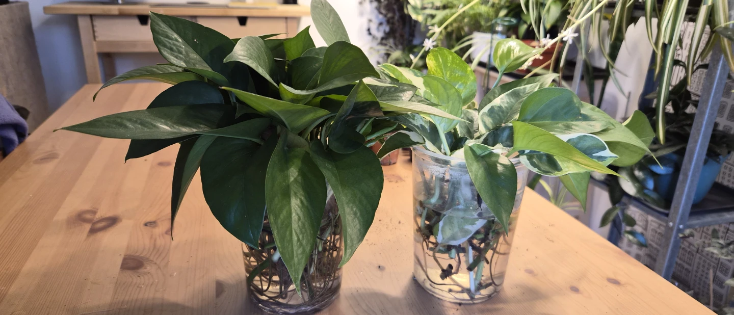 Pothos Plant Cuttings - photo 2